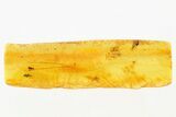Fossil Ant-Like Leaf Beetle, Gall Midge & True Midge in Baltic Amber #278629-1